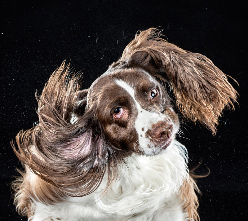 Фотографии отряхивающихся собак Кэрли Дэвидсона