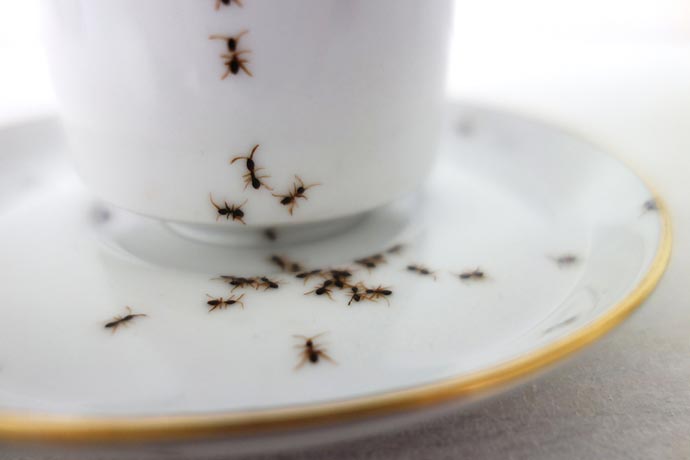 Фарфоровая посуда с изображением муравьев Evelyn Bracklow