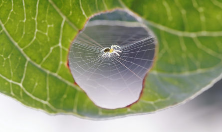 Фотографии паука, штопающего лист растения. Bertrand Kulik