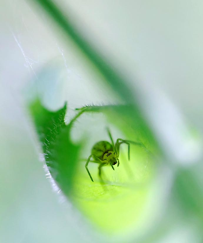 Фотографии паука, штопающего лист растения. Bertrand Kulik