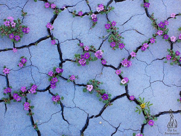 Цветущая пустыня - фотографии пустошей американского Запада Guy Tal