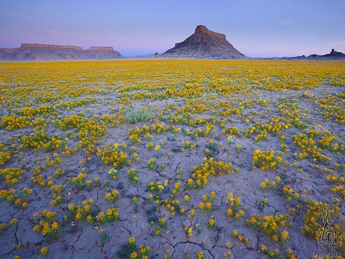 Цветущая пустыня - фотографии пустошей американского Запада Guy Tal