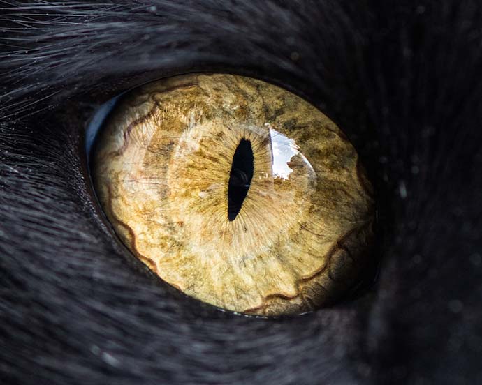 Кошачий глаз крупным планом на фотографиях Andrew Marttila