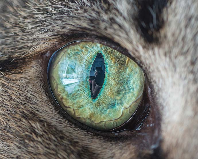 Кошачий глаз крупным планом на фотографиях Andrew Marttila