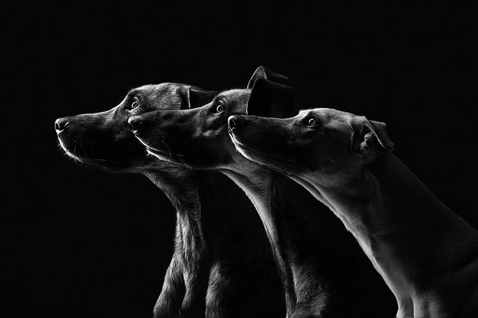 Забавные питомцы - собачье трио Elke Vogelsang