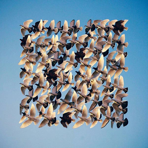 Серия фотоколлажей «Flying Formation» Shaun Kardinal