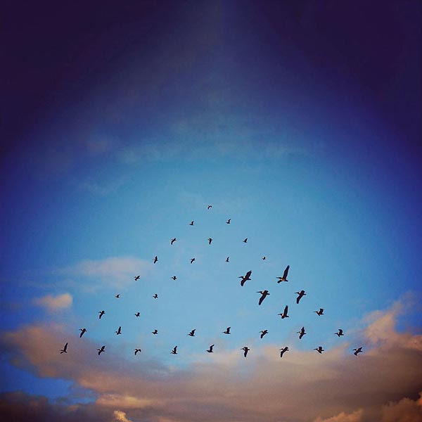 Серия фотоколлажей «Flying Formation» Shaun Kardinal