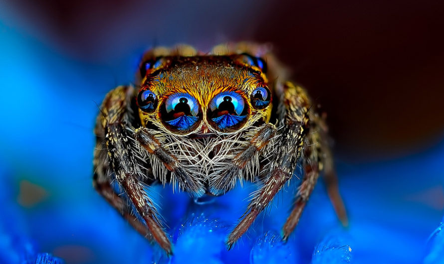 Глаза в глаза : Макрофотографии пауков Jimmy Kong