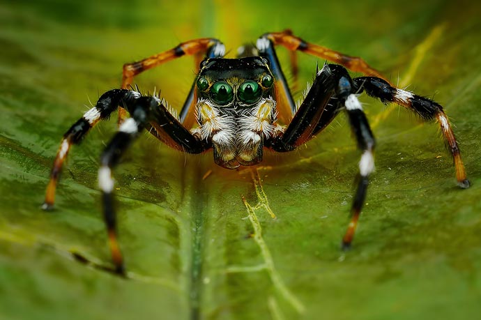 Глаза в глаза : Макрофотографии пауков Jimmy Kong