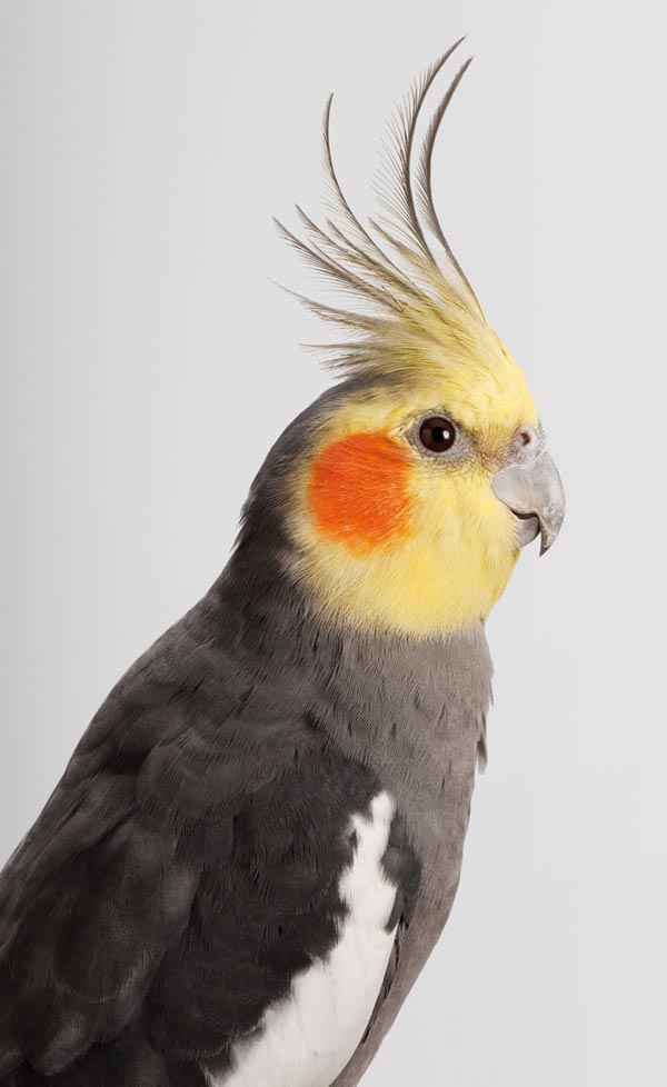 Птичий характер: фотографии птиц Лейлы Джеффрис (Leila Jeffreys)
