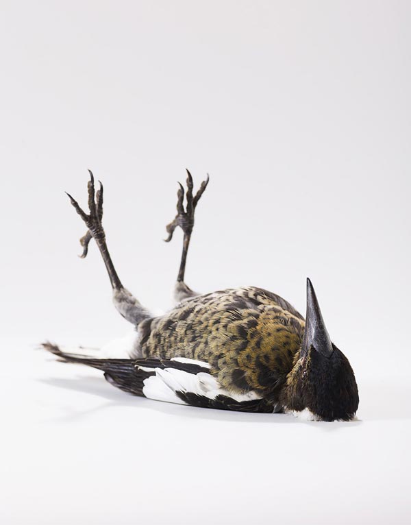 Птичий характер: фотографии птиц Лейлы Джеффрис (Leila Jeffreys)