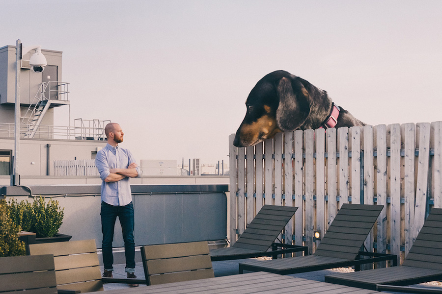 Такса в Бруклине: гигантская собака Mitch Boyer