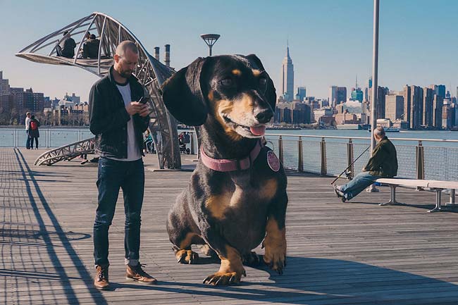 Такса в Бруклине: гигантская собака Mitch Boyer