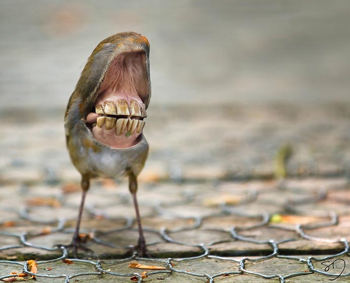«Big Mouth Birds» : орнитологические эксперименты художницы Sarah DeRemer