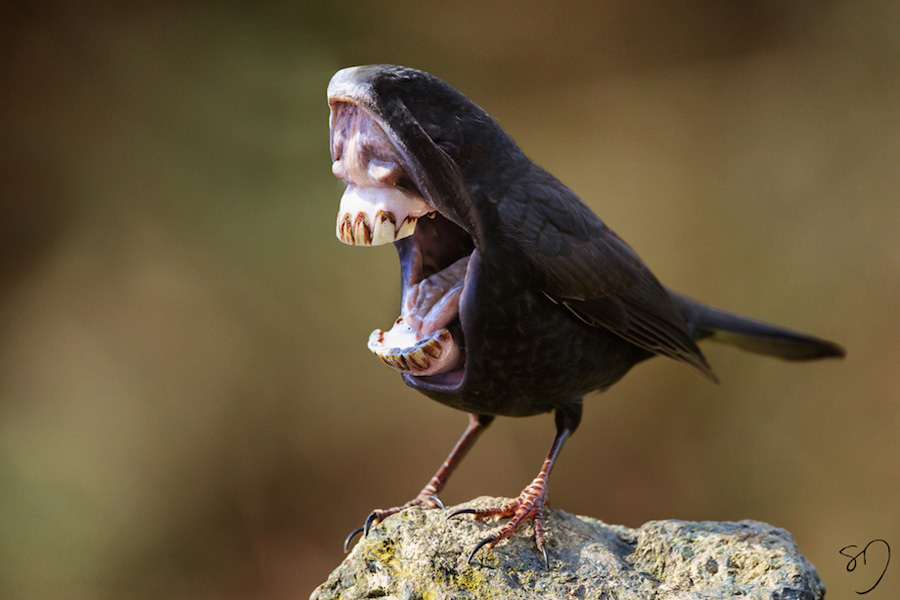 «Big Mouth Birds» : орнитологические эксперименты художницы Sarah DeRemer