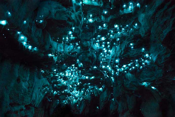 Светящиеся насекомые новозеландских пещер на фотографиях Joseph Michael