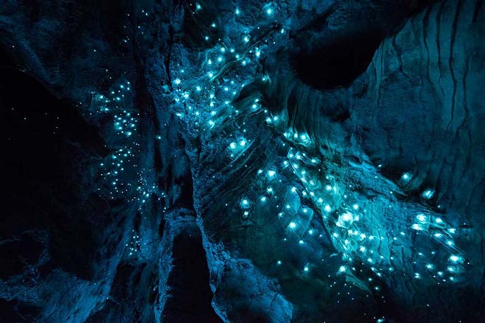 Светящиеся насекомые новозеландских пещер на фотографиях Joseph Michael