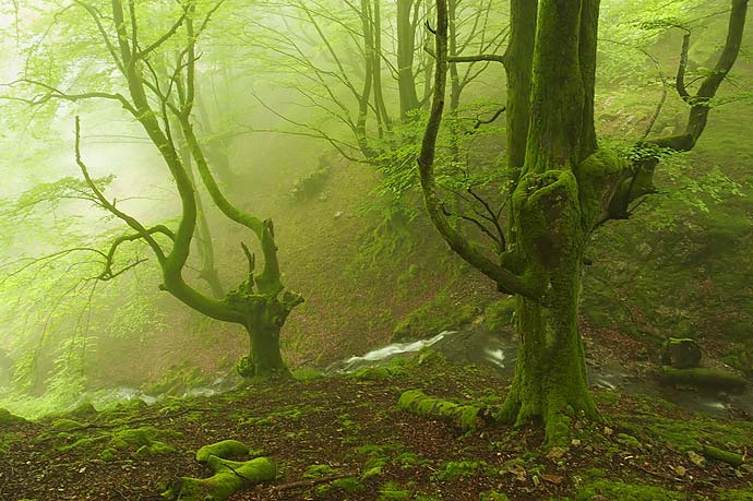 Туманные леса фотографа Oskar Zapirain