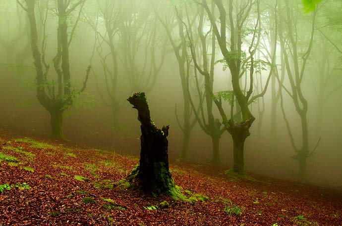 Туманные леса фотографа Oskar Zapirain