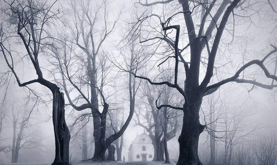Лес в облаках : Туманная Богемия Kilian Schonberger