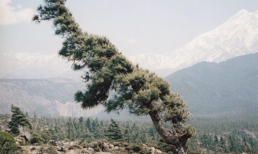 «На севере диком стоит одиноко…» : Склонённые деревья Vincent Delbrouck