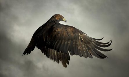 «Raptors In Flight» : Хищные птицы на фотографиях Mark Harvey