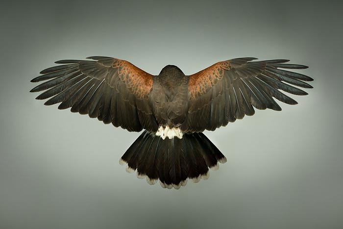 «Raptors In Flight» : Хищные птицы на фотографиях Mark Harvey