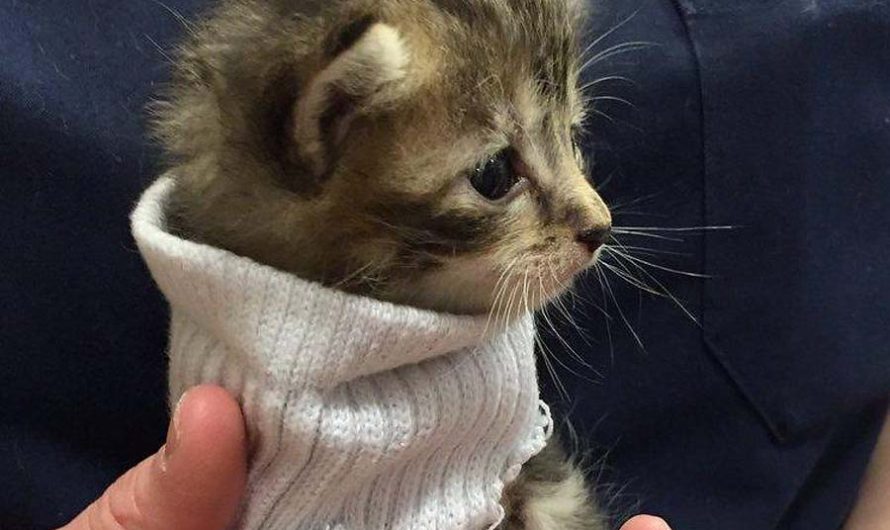 Выживший : Свитер для котенка, пережившего ураган Мэтью