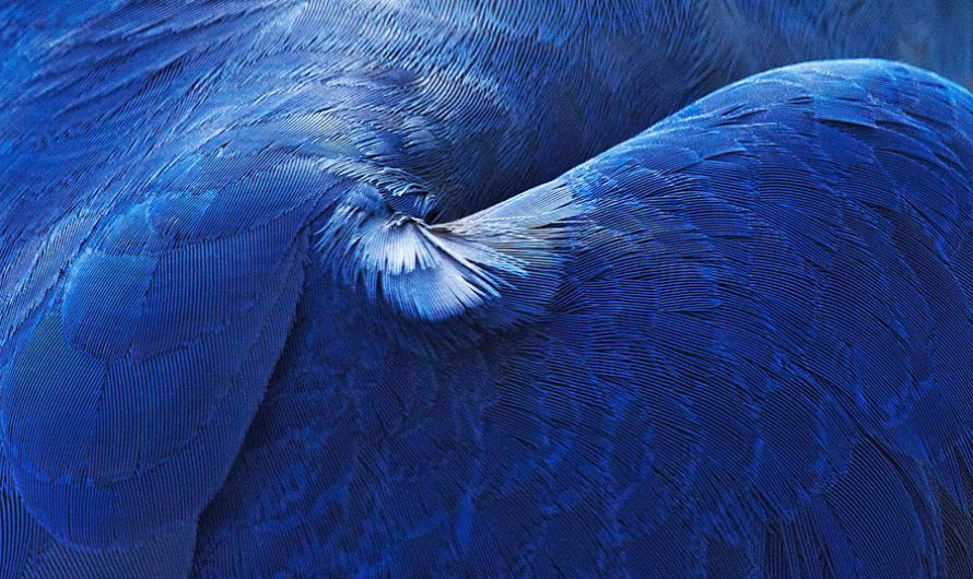 Птичьи меха : Орнитологическое макро Thomas Lohr