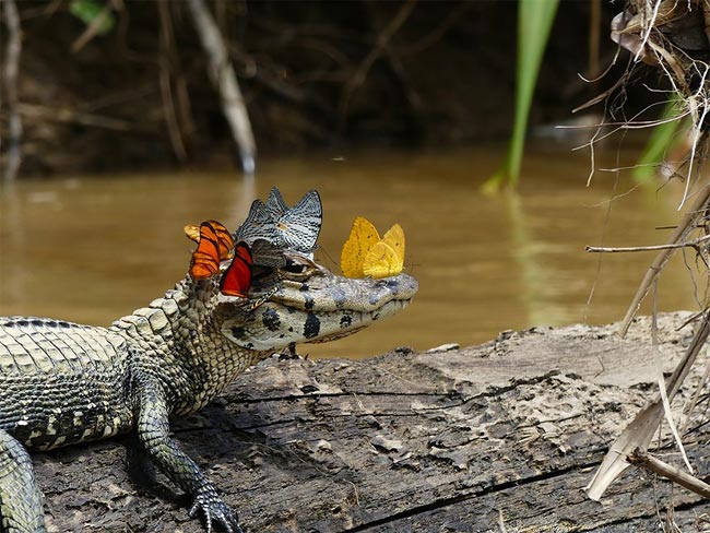 Венец для крокодила : Необычная фотография Mark Cowan