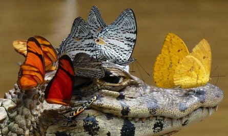 Венец для крокодила : Необычная фотография Mark Cowan