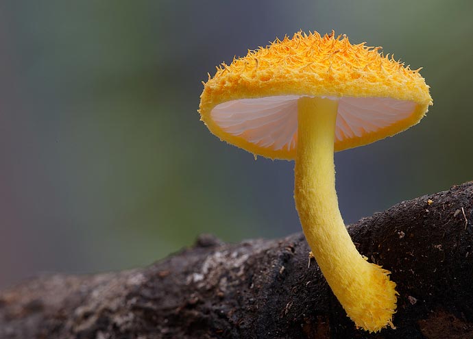 Фотографии экзотических грибов Steve Axford