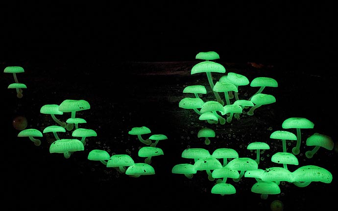 Фотографии экзотических грибов Steve Axford