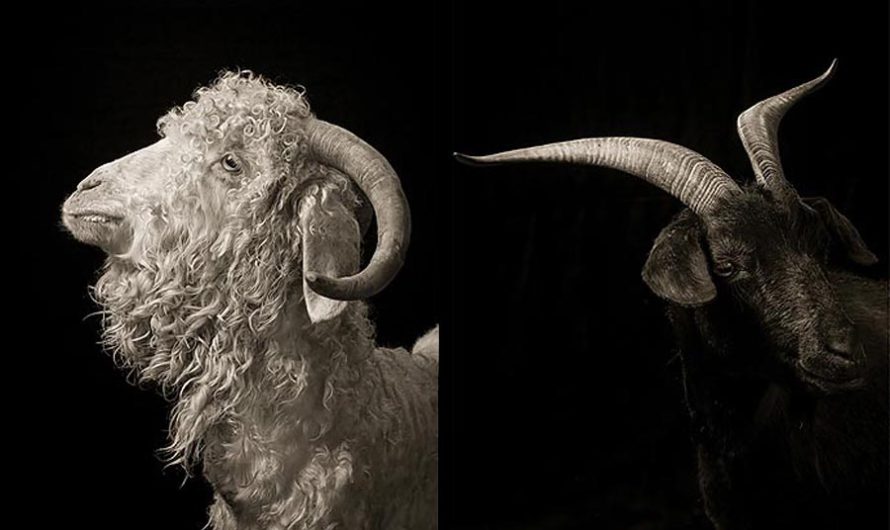 Идет коза рогатая… Портреты Kevin Horan