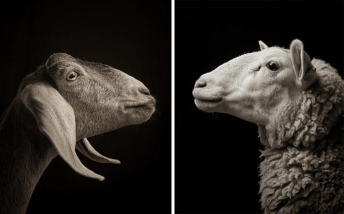 Идет коза рогатая - фотографии Kevin Horan