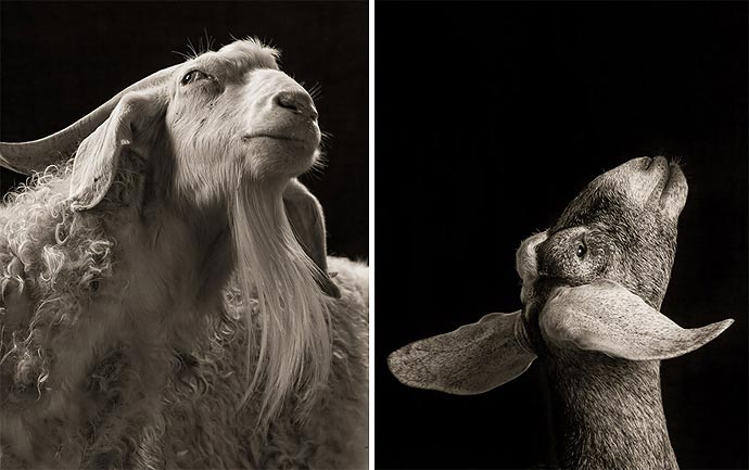 Идет коза рогатая - фотографии Kevin Horan
