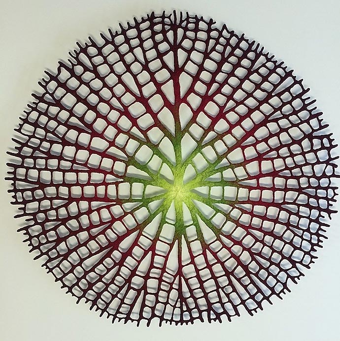Растительные вышивки австралийской художницы Meredith Woolnough