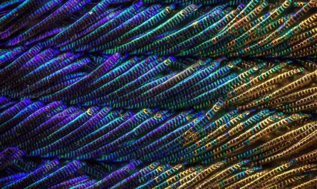 Крупный план Waldo Nell – перья павлина под микроскопом