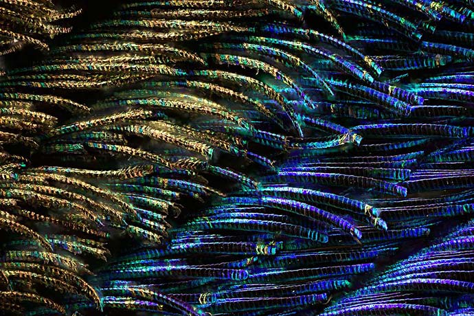 Крупный план Waldo Nell – перья павлина под микроскопом