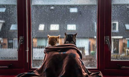 Кошки дождя : Nero и Tommie на фотографиях Felicity Berkleef