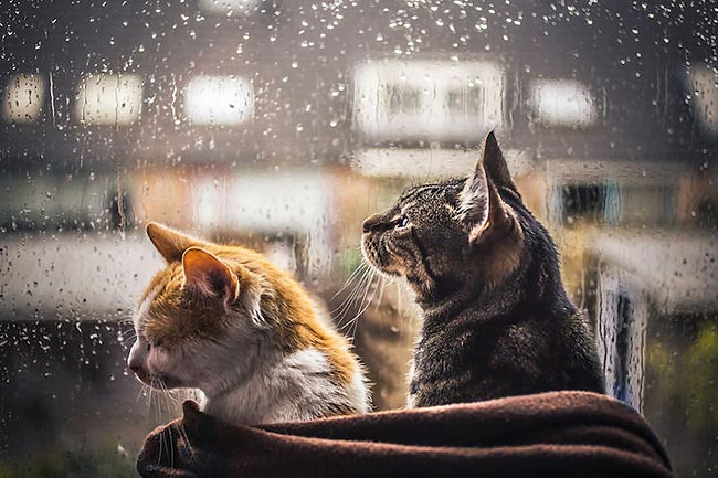 Кошки дождя : Nero и Tommie на фотографиях Felicity Berkleef