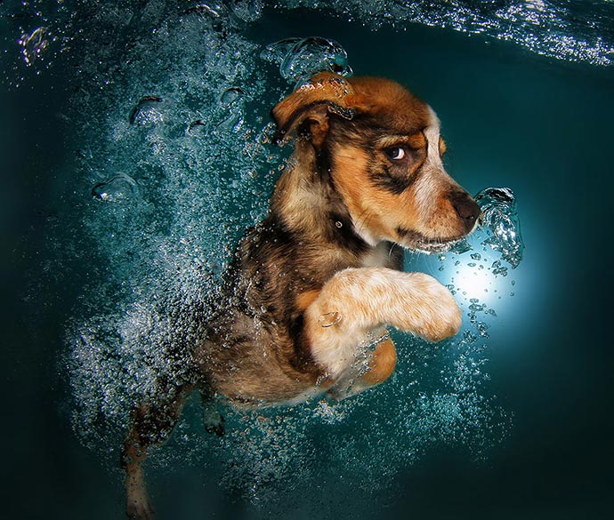 «Underwater Puppies» (Подводные щенки) – фотографии Seth Casteel