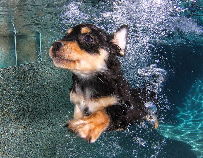 «Underwater Puppies» (Подводные щенки) – фотографии Seth Casteel