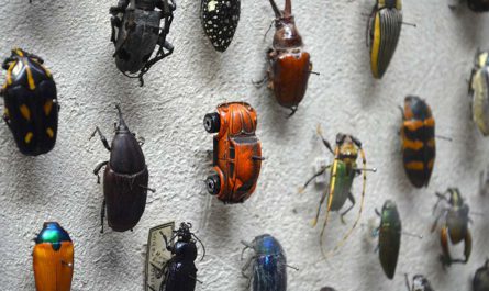 Баг в экспозиции : Жуки Кливлендского музея естественной истории