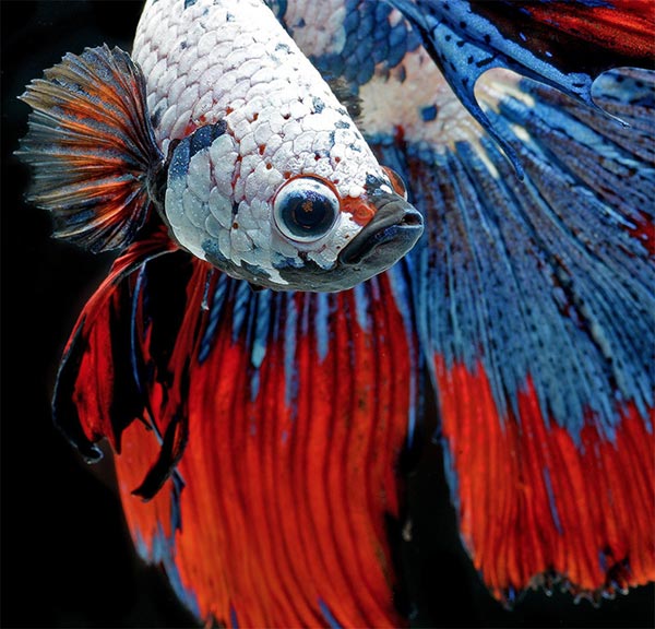 Бойцовая рыбка или сиамский петушок на фотографиях Visarute Angkatavanich