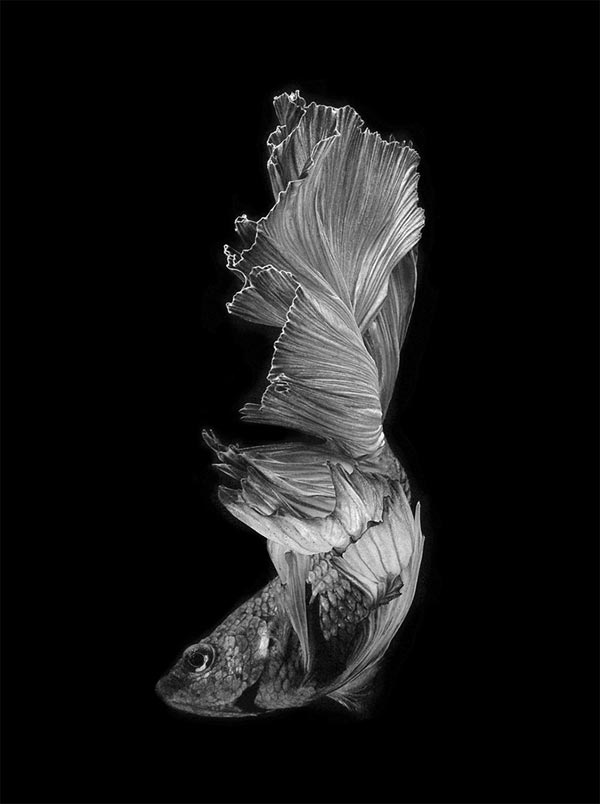 Бойцовая рыбка или сиамский петушок на фотографиях Visarute Angkatavanich