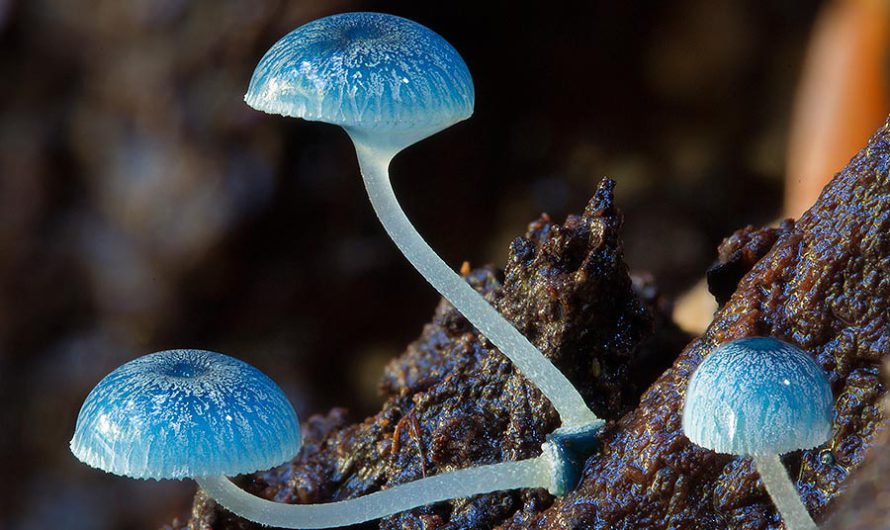 По грибы II : Фотограф Steve Axford продолжает свои исследования