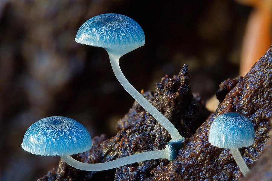 Снимки грибов и лишайников австралийского фотографа Стива Эксфорда (Steve Axford)
