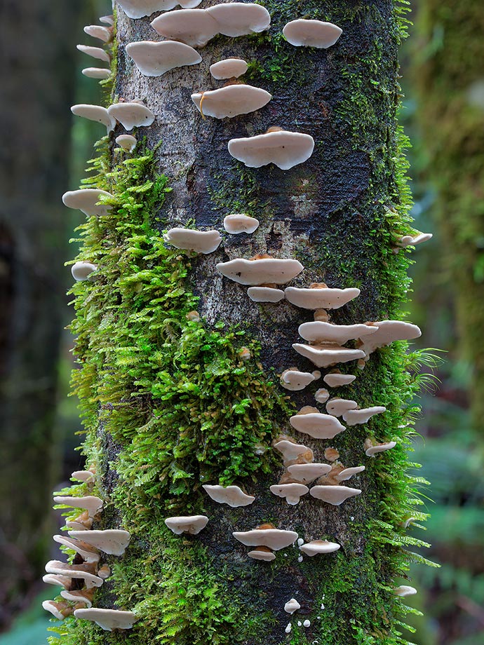 Снимки грибов и лишайников австралийского фотографа Стива Эксфорда (Steve Axford)