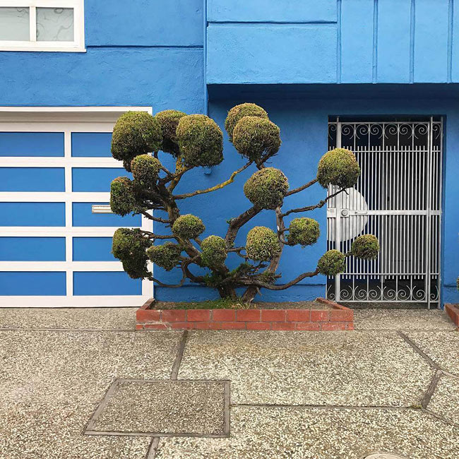 Причудливые деревья Сан-Франциско на фотографиях Kelsey McClellan